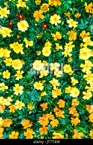 Flat top aerial view of many yellow gold marigold flowers in market florist nursery