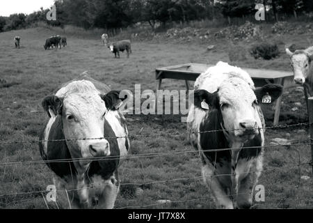 Scotland, Highlands, Scottish Scenery, Cattle, Cows, Farming Animal, Cows Eating in a Field, Farmers Fields, Farming Cattle, Livestock Stock Photo