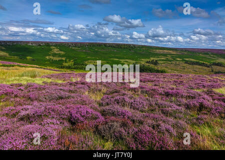 Carpet of purple heather, summer, Stanage Edge, Peak District, Derbyshire Stock Photo