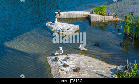 seabirds and gulls on granite slabs and swimming in Massachusetts quarry Stock Photo