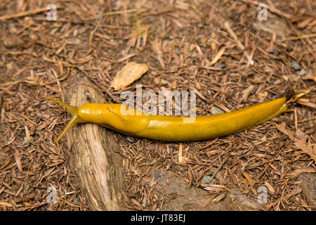 Banana slug Stock Photo