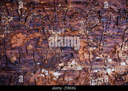 Traces of bark beetle on tree trunk Stock Photo