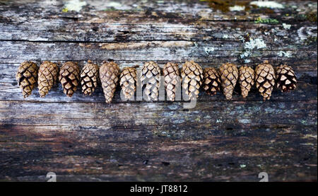 Pine cones on old wooden background with copy space. Stock Photo