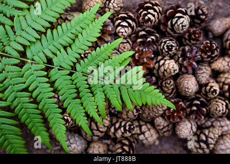 Beautiful pine cones and fern are laid out on the ground. Stock Photo