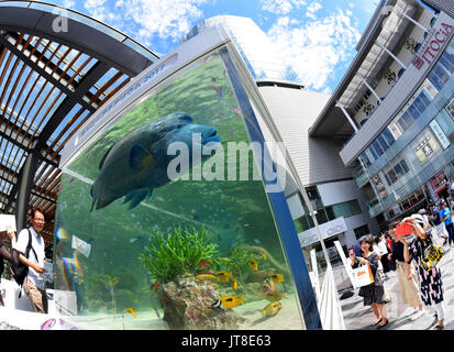 Tokyo, Japan. 8th Aug, 2017. A 1.2-meter long Humphead wrasse, also known as the Napoleon fish, swims leisurely in a huge aquarium set up in front of Yurakucho railroad station in Tokyo on Tuesday, August 8, 2017. The five-meter-wide tank showcases 1000 tropical fish of about 25 species from Japans southernmost prefecture of Okinawa. The seasonal entertainment moved to its new location from its usual Sony Building in Ginza, which is currently closed for redevelopment plans. Credit: Natsuki Sakai/AFLO/Alamy Live News Stock Photo