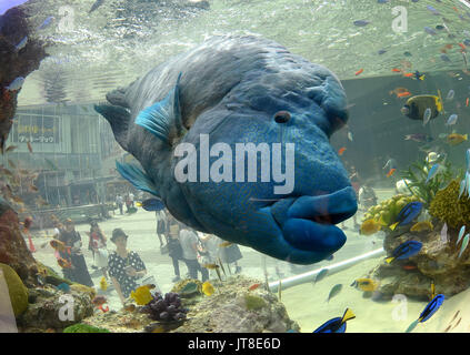 Tokyo, Japan. 8th Aug, 2017. A 1.2-meter long Humphead wrasse, also known as the Napoleon fish, swims leisurely in a huge aquarium set up in front of Yurakucho railroad station in Tokyo on Tuesday, August 8, 2017. The five-meter-wide tank showcases 1000 tropical fish of about 25 species from Japans southernmost prefecture of Okinawa. The seasonal entertainment moved to its new location from its usual Sony Building in Ginza, which is currently closed for redevelopment plans. Credit: Natsuki Sakai/AFLO/Alamy Live News Stock Photo