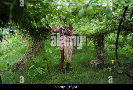 Allahabad, Uttar Pradesh, India. 8th Aug, 2017. Allahabad: A farmer pluck Coccinia grandis at a field at outskirts of Allahabad on 08-08-2017. Photo by prabhat kumar verma Credit: Prabhat Kumar Verma/ZUMA Wire/Alamy Live News Stock Photo