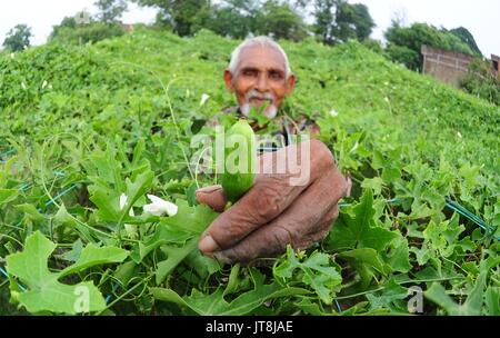 Allahabad, Uttar Pradesh, India. 8th Aug, 2017. Allahabad: A farmer pluck Coccinia grandis at a field at outskirts of Allahabad on 08-08-2017. Photo by prabhat kumar verma Credit: Prabhat Kumar Verma/ZUMA Wire/Alamy Live News Stock Photo