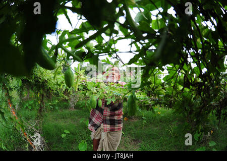 Allahabad, Uttar Pradesh, India. 8th Aug, 2017. Allahabad: A farmer pluck Coccinia grandis at a field at outskirts of Allahabad on 08-08-2017. Photo by prabhat kumar verma Credit: Prabhat Kumar Verma/ZUMA Wire/Alamy Live News Stock Photo