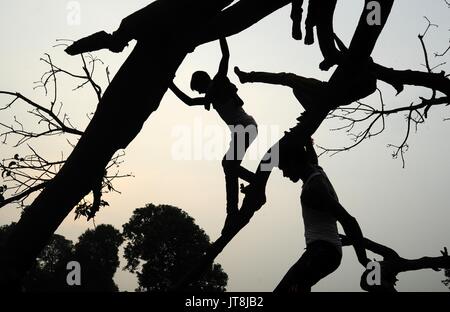 Allahabad, Uttar Pradesh, India. 8th Aug, 2017. Allahabad: Indian youth climbs on branches of a fallen tree at outskirts of Allahabad on 08-08-2017. Photo by prabhat kumar verma Credit: Prabhat Kumar Verma/ZUMA Wire/Alamy Live News Stock Photo