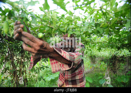 Allahabad, Uttar Pradesh, India. 8th Aug, 2017. Allahabad: A farmer pluck Coccinia grandis at a field at outskirts of Allahabad on 08-08-2017. Photo by prabhat kumar verma Credit: Prabhat Kumar Verma/ZUMA Wire/Alamy Live News Stock Photo