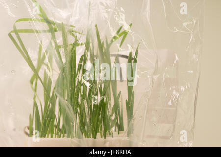 Leibniz institute of plant genetics and crop plant research ipk