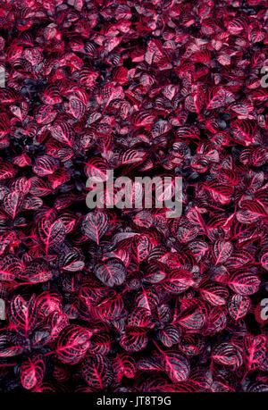 The rich dark red variegated leaves of this coleus plant create a colorful floral background. Stock Photo