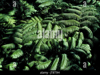 Luxurious and graceful green fronds like these easily identify the Hawaiian fern tree (Cibotium menziesii), which is native to the Pacific Ocean islands of Hawaii, USA. Stock Photo