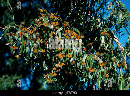 Vibrant orange and black monarch butterflies (Danaus plexippus) cluster on the shiny green leaves of eucalyptus trees in the Monarch Butterfly Grove along Highway 1 in Pismo Beach, California, USA. Up to 20,000 of the beautiful insects have been counted in that nature preserve from late October to February after their annual migration from Mexico. Stock Photo