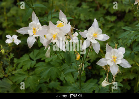 Columbine, Albion Basin, Little Cottonwood Canyon, Utah Stock Photo