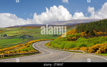 Road winding through stunning highland landscape of emerald fields, golden gorse flowers & distant mountains under blue sky near Helmsdale, Scotland Stock Photo
