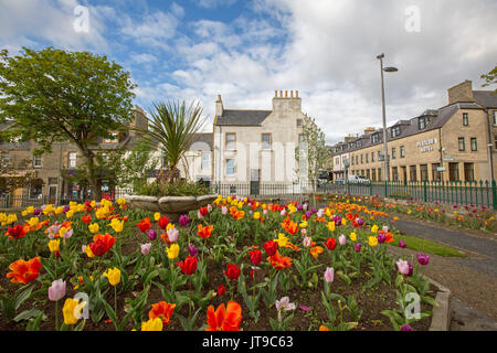Stunning bed of flowers of tulips in garden bordered by streets and buildings of town of Thurso, Scotland Stock Photo