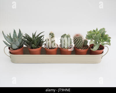 Cacti houseplants displayed in small trough Stock Photo