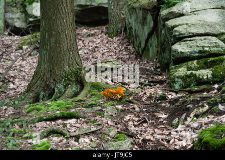 Jack-o'lantern mushrooms in the forest Stock Photo
