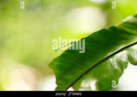 Small thin blue colored dragonfly sitting resting on green leaf in the morning sun. Stock Photo