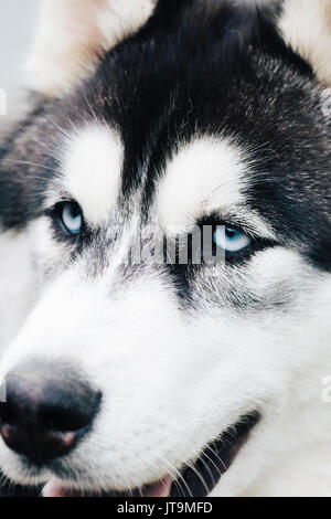 Portrait of beautiful Siberian Husky dog. Close up. Stock Photo