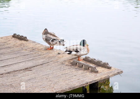 Two mallard ducks on old wooden pier. Mallard - a bird from the family of ducks detachment of waterfowl. The most famous and common wild duck. Birds i Stock Photo