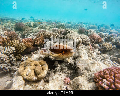 reef octopus (Octopus cyanea) known as the big blue octopus swims in red sea on coral garden. Cyanea can change camouflage colour, patterns and textur Stock Photo