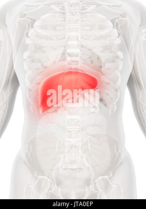3D illustration of Liver - Part of Digestive System. Stock Photo