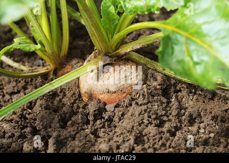 Organic golden beets growing in bed Stock Photo