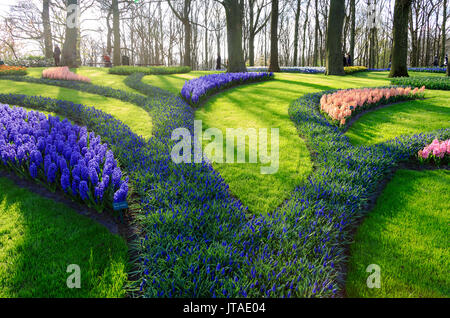 Green gardens of flowers in bloom in spring at the Keukenhof Botanical Garden, Lisse, South Holland, The Netherlands, Europe Stock Photo