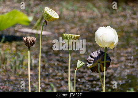 Bud of white lotus flower close up. Stock Photo