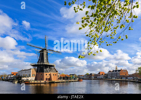 Tree branches frame the Windmill De Adriaan reflected in a canal of the River Spaarne, Haarlem, North Holland, The Netherlands Stock Photo