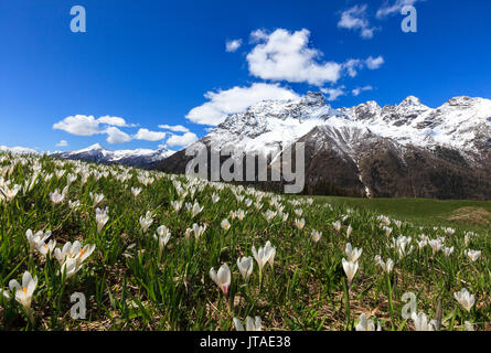 Green meadows covered with blooming crocus framed by snowy peaks in spring, Barchi, Malenco Valley, Valtellina, Lombardy, Italy Stock Photo