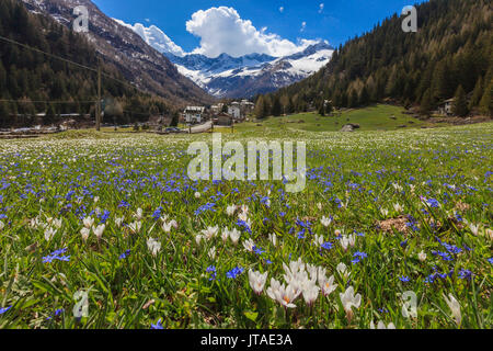 Colorful flowers on green meadows framed by the alpine village of Chiareggio, Malenco Valley, Valtellina, Lombardy, Italy Stock Photo