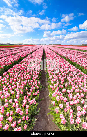 Blue sky on rows of pink tulips in bloom in the fields of Oude-Tonge, Goeree-Overflakkee, South Holland, The Netherlands, Europe Stock Photo
