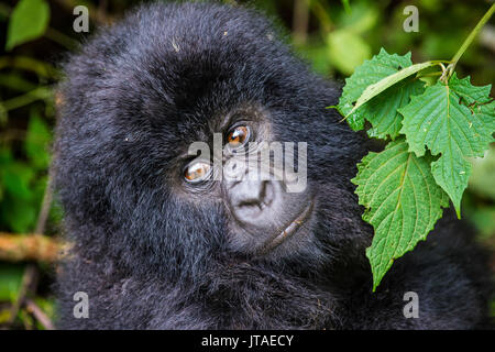 Young mountain gorilla (Gorilla beringei beringei) in the Virunga National Park, UNESCO, Democratic Republic of the Congo Stock Photo
