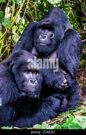Silverback Mountain gorillas (Gorilla beringei beringei) in the Virunga National Park, UNESCO, Democratic Republic of the Congo Stock Photo