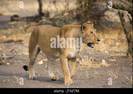 A lioness (Panthera leo) walking, Botswana, Africa Stock Photo
