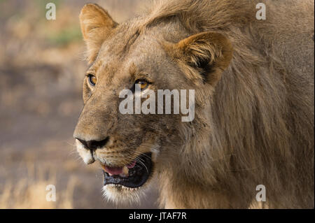 Portrait of a male lion (Panthera leo), Botswana, Africa Stock Photo