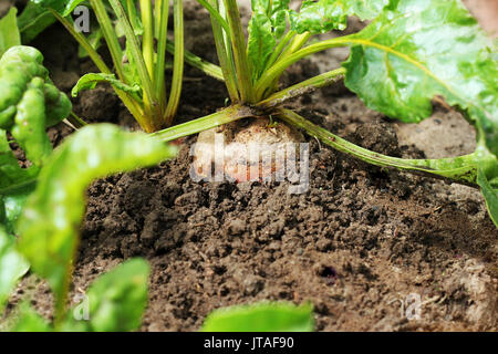 Organic golden beets growing in bed Stock Photo