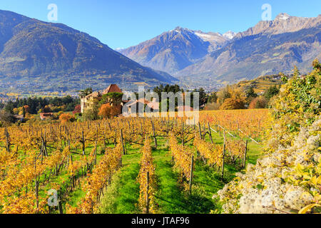 View of Ramez Castle surrounded by vineyards, Ramez Castle, Merano, Val Venosta, Alto Adige-Sudtirol, Italy, Europe Stock Photo