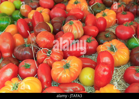 Tomatoes in the market, Cours Saleya, Old Town, Nice, Alpes Maritimes, Provence, Cote d'Azur, French Riviera, France, Europe Stock Photo