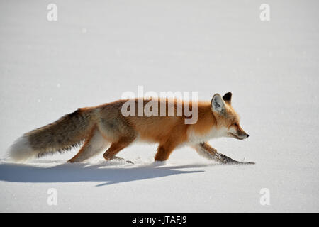 Red Fox (Vulpes vulpes) (Vulpes fulva) running in the snow in winter, Grand Teton National Park, Wyoming, USA, North America Stock Photo
