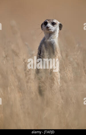 Meerkat (suricate) (Suricata suricatta), Kgalagadi Transfrontier Park, South Africa, Africa Stock Photo