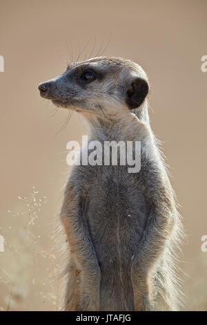 Meerkat (suricate) (Suricata suricatta), Kgalagadi Transfrontier Park, South Africa, Africa Stock Photo