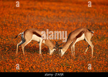 Springbok (Antidorcas marsupialis) sparring among wildflowers, Namaqualand National Park, Namakwa, Namaqualand, South Africa Stock Photo