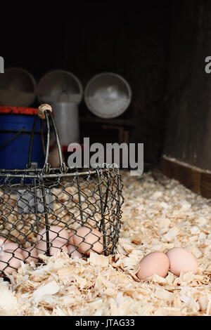 Vintage wire basket with freshly gathered eggs sitting inside a chicken coop. Extreme shallow depth of field. Stock Photo