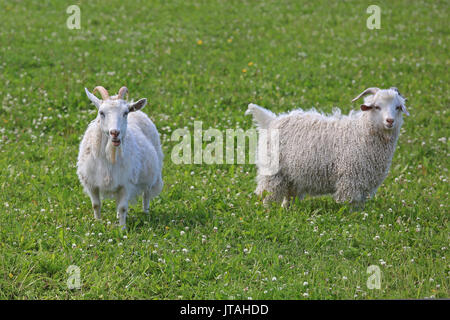 Two male goats on green grassy meadow, focus on the animal on the left. Stock Photo