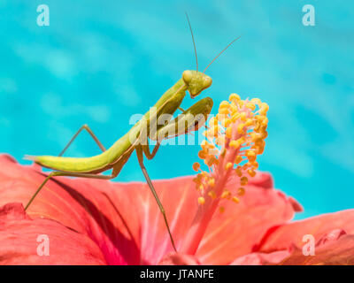 Green praying mantis standing on a pink hibiscus flower in Andalucia, Spain. The insect is holding the yellow stamen of the flower. It is looking dire Stock Photo